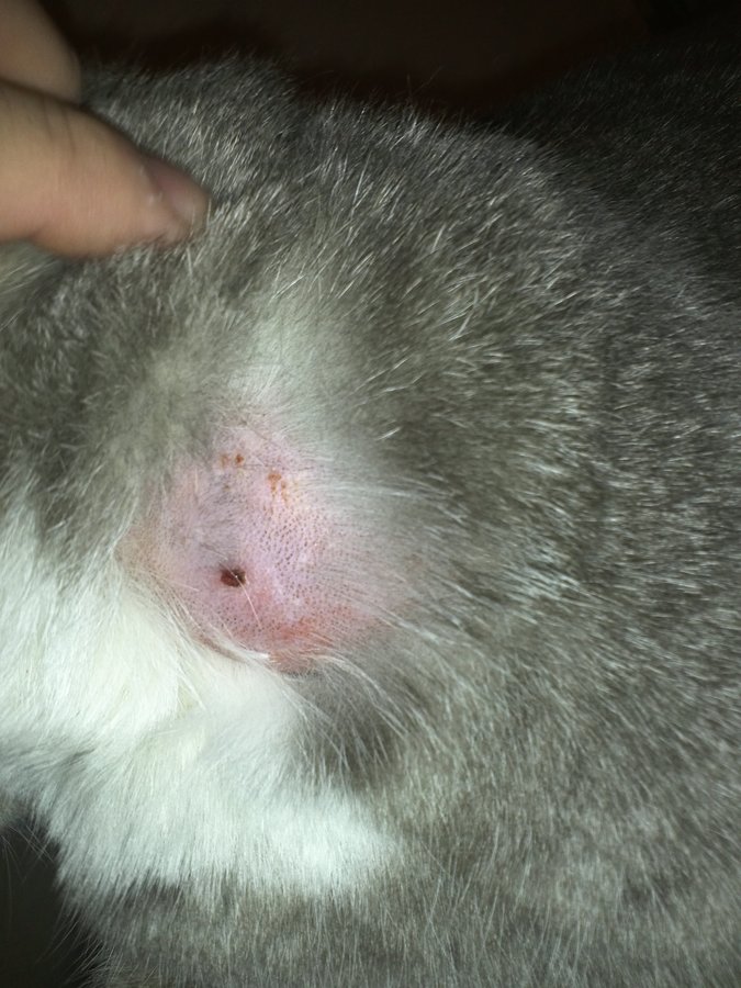 Wound on my cat's neck, spider bite? TheCatSite