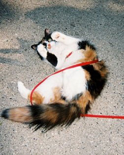   harness and leash training for cats